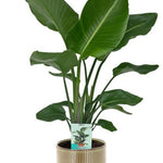 Strelitzia Nicolai - Ø19cm - ↕90cm + Terni Pot D20x20cm - Groen