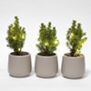 Mini kerstboom set 3 - Inclusief 3x pot Joey grijs + 20 led lights