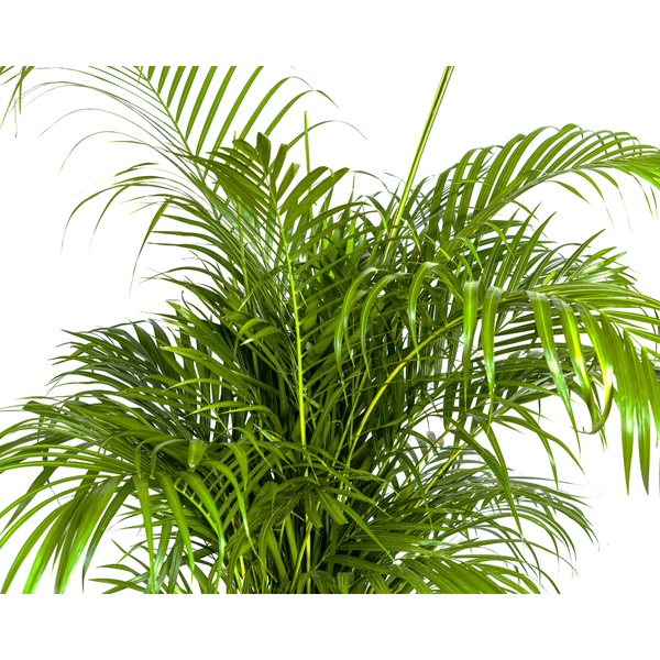 Dypsis lutescens Ø27cm - ↕180cm