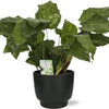 Calathea Network - Ø14cm - ↕30cm +  Potenza Pot D15x13cm - Zwart