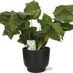 Calathea Network - Ø14cm - ↕30cm +  Potenza Pot D15x13cm - Zwart