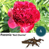 Paeonia 'Red Charme' - 4x