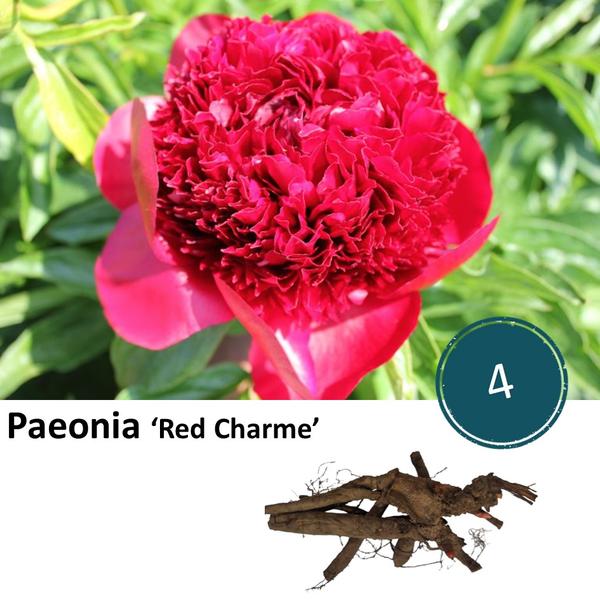 Paeonia 'Red Charme' - 4x