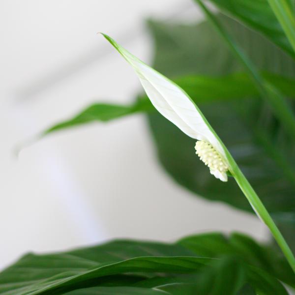 Spathiphyllum met Mand Sofia naturel - 80cm - Ø21