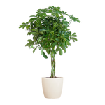 Schefflera Arab Nora met Viber wit  - 70cm - Ø21