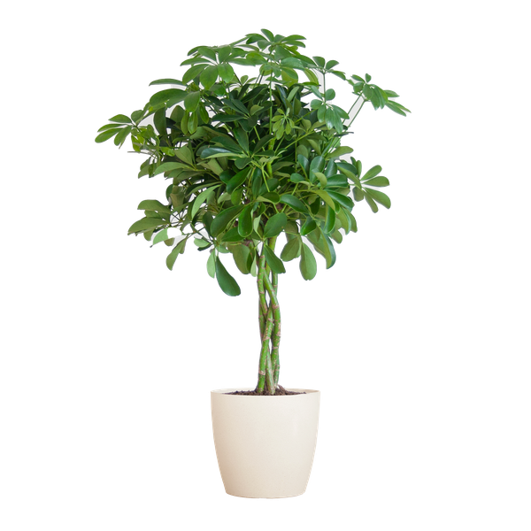 Schefflera Arab Nora met Viber wit  - 70cm - Ø21