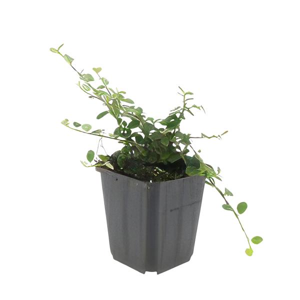 Cotoneaster pr. 'Queen of Carpets' - ↕10-25cm - Ø9cm - 40x