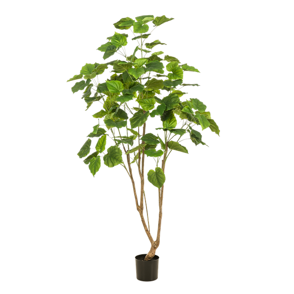 Kunstplant - Ficus umbellate - Afrikaanse vijg - 180cm