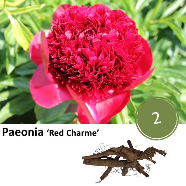 Paeonia 'Red Charme' - 2x