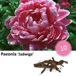 Paeonia 'Jadwige' - 10x