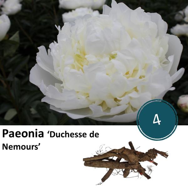 Paeonia 'Duchesse de Nemours' - 4x