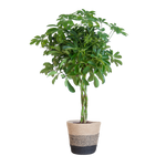 Schefflera Arab Nora met Mand Lissabon zwart - 70cm - Ø21