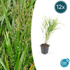 Hakonechloa macra - ↕10-25cm - Ø9cm - 12x