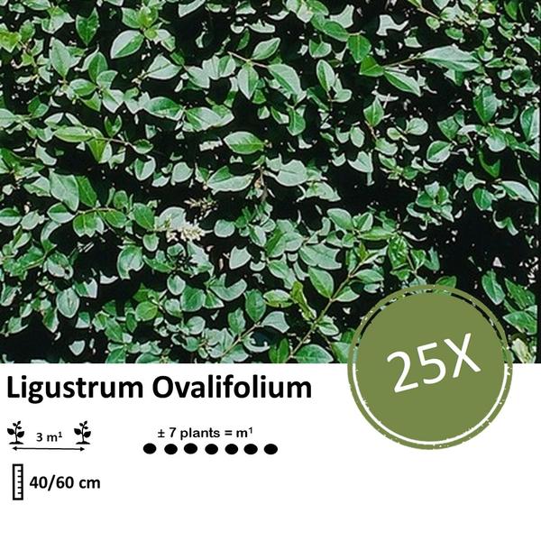 Ligustrum Ovalifolium - Blote wortel - 40/60 - 25x