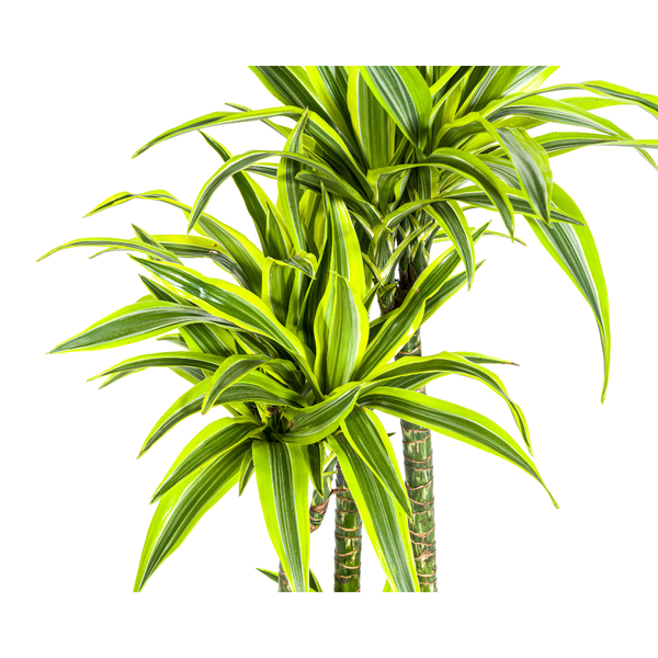 Dracaena Deremensis Lemon Lime Ø27cm - ↕180cm