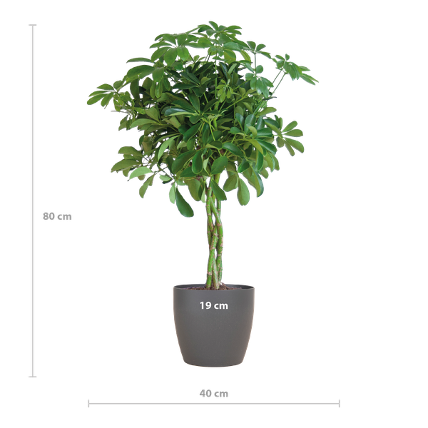 Schefflera Arab Nora met Viber grijs - 70cm - Ø21