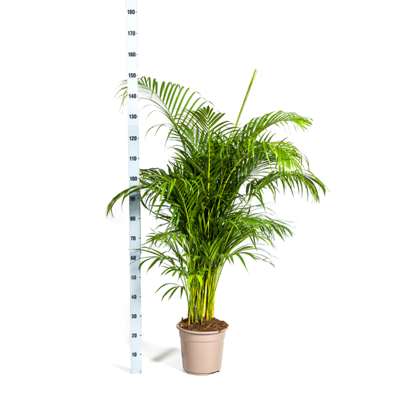 Dypsis lutescens Ø27cm - ↕180cm