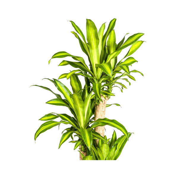 Dracaena Fragrans Massangeana Ø30cm - ↕180cm