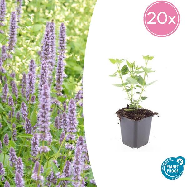 Agastache 'Blue Fortune' - ↕10-25cm - Ø9cm - 20x