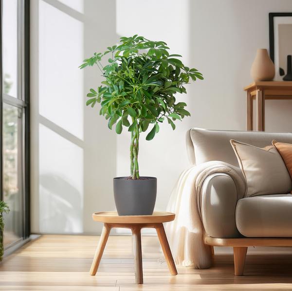 Schefflera Arab Nora met Viber grijs - 70cm - Ø21