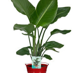 Strelitzia Nicolai - Ø19cm - ↕90cm + Emmer D20x18,5cm - Rood