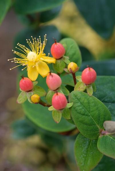 Hypericum inodorum 'Annebel' - ↕10-25cm - Ø9cm - 6x