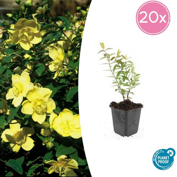 Hypericum 'Hidcote' - ↕10-25cm - Ø9cm - 20x