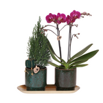 Kolibri Company | Plantenset Kerst | Paarse Phalaenopsis Orchidee Morelia + Mini Kerstboom incl. keramieken sierpotten op dienblad