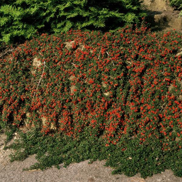 Cotoneaster pr. 'Queen of Carpets' - ↕10-25cm - Ø9cm - 40x
