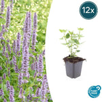 Agastache 'Blue Fortune' - ↕10-25cm - Ø9cm - 12x