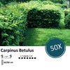 Carpinus Betulus - Blote wortel - 60/80 - 50x