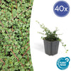 Cotoneaster pr. 'Queen of Carpets' - ↕10-25cm - Ø9cm - 40x