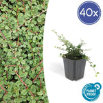 Cotoneaster pr. 'Queen of Carpets' - ↕10-25cm - Ø9cm - 40x