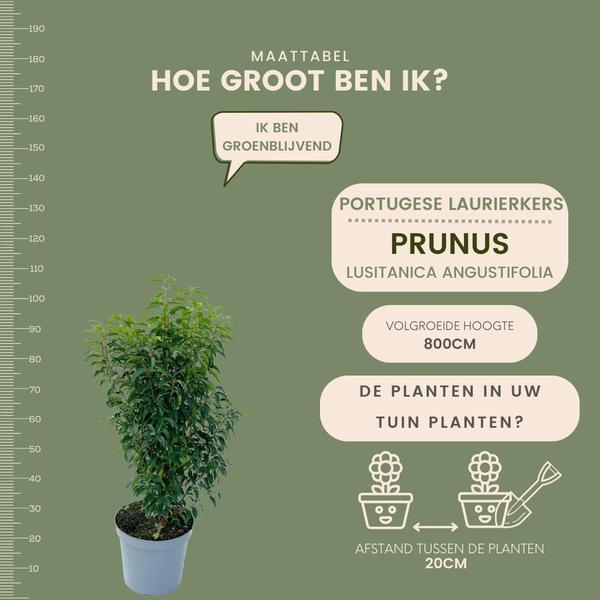 25 grote Portugese Laurierkers planten voor 10 strekkende meter haag | ↨ 80-100 cm in 12 liter pot