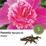 Paeonia 'Nymph de Vrome' - 2x