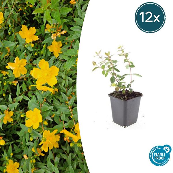 Hypericum dummeri 'Peter Dummer' - ↕10-25cm - Ø9cm - 12x