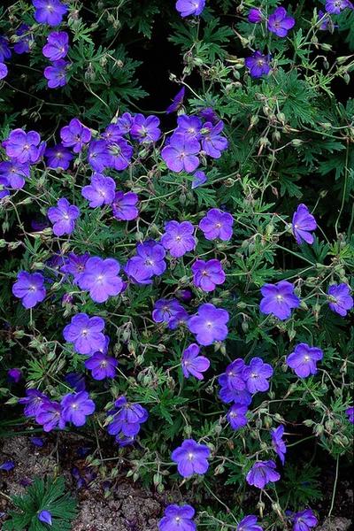 Geranium 'Johnson's Blue' - ↕10-25cm - Ø9cm - 6x