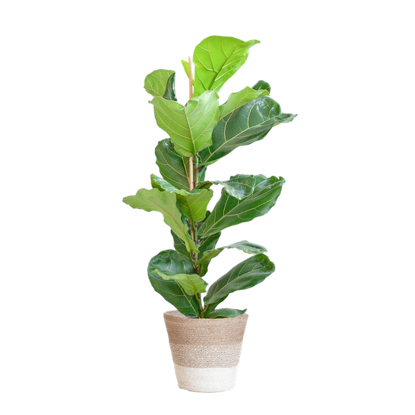 Ficus Lyrata met Mand Lissabon wit - 80cm - Ø21