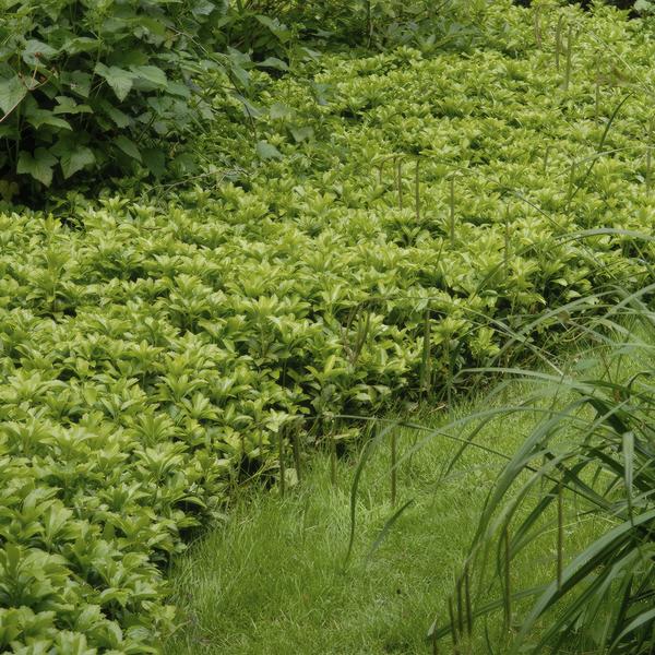 Pachysandra term. 'Green Carpet' - ↕10-25cm - Ø9cm - 40x,