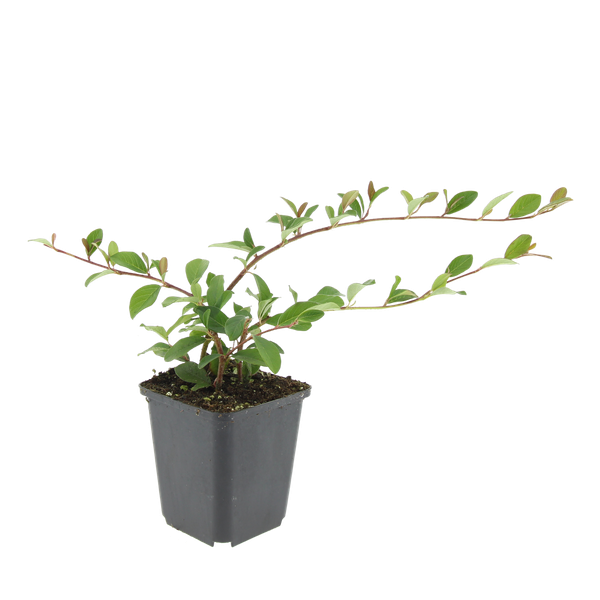 Cotoneaster dammeri - ↕10-25cm - Ø9cm - 40x
