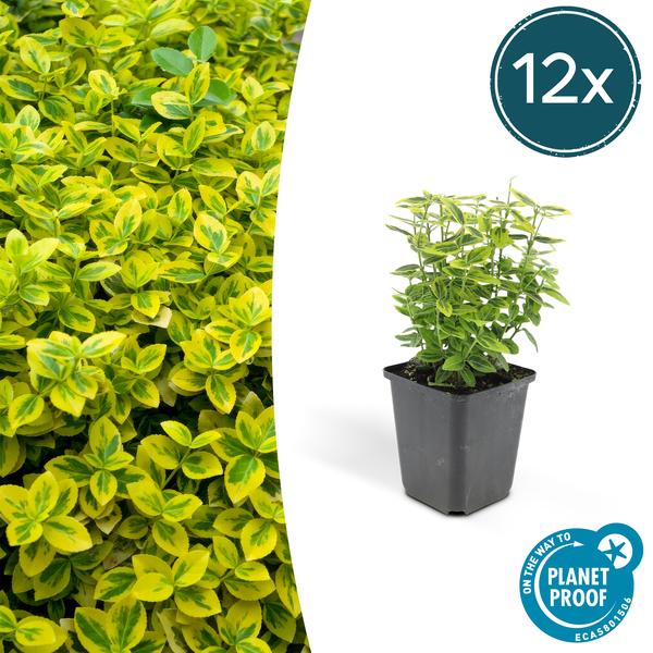 Euonymus fort. 'Emerald 'n Gold’ - ↕10-25cm - Ø9cm - 12x