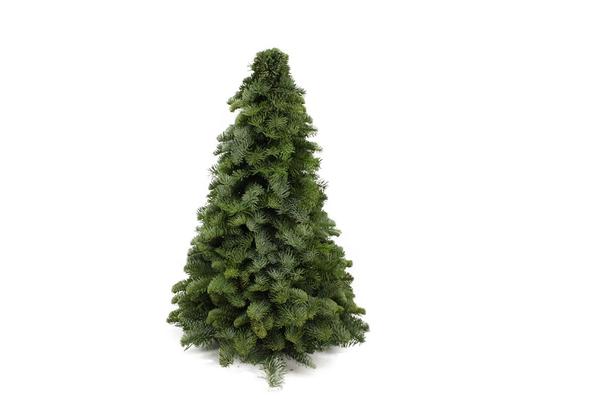 Nobilis Kerstboom - ↕50cm