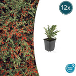 Cotoneaster horizontalis - ↕10-25cm - Ø9cm - 12x