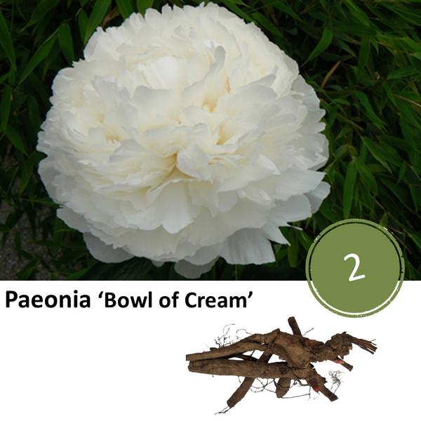 Paeonia 'Bowl of Cream' - 2x