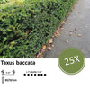 Taxus baccata - ↕30-50cm - blote wortel - 25x