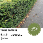 Taxus baccata - ↕30-50cm - blote wortel - 25x