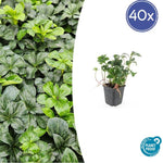 Pachysandra term. 'Green Sheen' - ↕10-25cm - Ø9cm - 40x