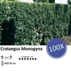 Crataegus Monogyna - Blote wortel - 100/125 - 100x