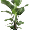 Strelitzia Nicolai - Ø21cm - ↕100cm + Ryan Pot D22x20cm - Goud