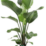 Strelitzia Nicolai - Ø21cm - ↕100cm + Ryan Pot D22x20cm - Goud